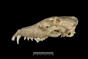 Dusicyon australis, Falkland Islands fox