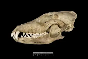 Dusicyon australis, Falkland Islands fox