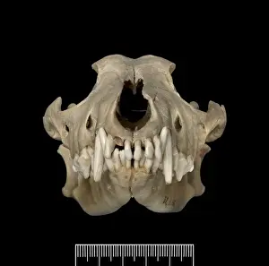 Dusicyon australis, Falkland Islands fox