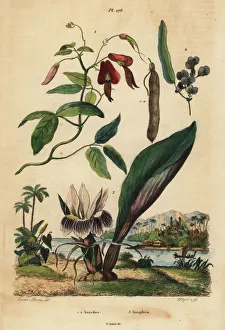 Guerin Meneville Collection: Dusky coral pea, false sarsaparilla and blackhorm
