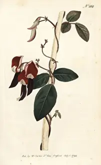 Dusky Prints: Dusky coral pea, Kennedia rubicunda