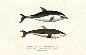 Dusky Collection: Dusky dolphin and hourglass dolphin