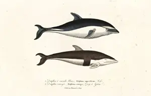Primevere Prints: Dusky dolphin and hourglass dolphin