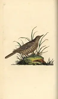 Edwarddonovan Prints: Dusky lark, Pinarocorys nigricans