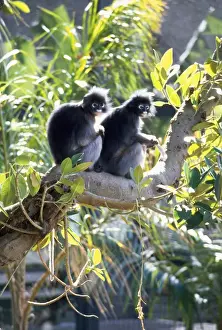 Pairs Prints: Dusky Leaf Monkey