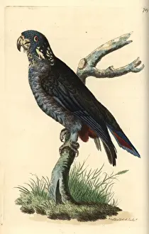 Dusky parrot, Pionus fuscus