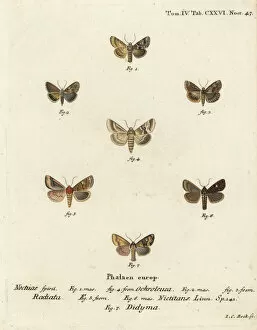 Dusky Collection: Dusky sallow, ear moth and common rustic