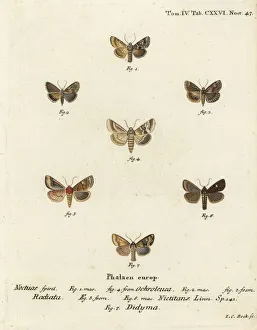 Knot Prints: Dusky sallow, ear moth and common rustic
