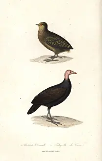 Primevere Prints: Dusky scrubfowl and red-billed brushturkey