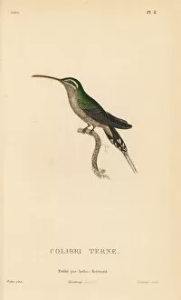 Colibris Collection: Dusky-throated hermit, Phaethornis squalidus