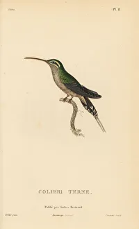 Trochilus Collection: Dusky-throated hermit, Phaethornis squalidus
