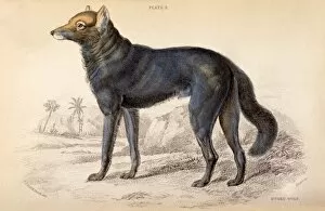 Dusky wolf (Lupus Nubilus)