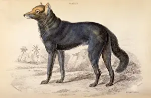 Dusky Prints: Dusky wolf (Lupus Nubilus)