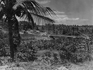 Coconut Palms