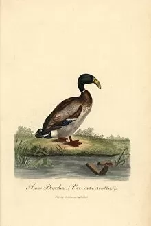Anas Collection: Dutch hookbill duck, Anas boschas var curvirostra