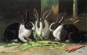 Cabbage Prints: Dutch Rabbits 1905