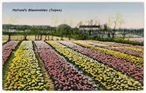 Dutch Tulip Fields