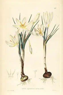 Flavus Prints: Dutch yellow crocus, Crocus flavus