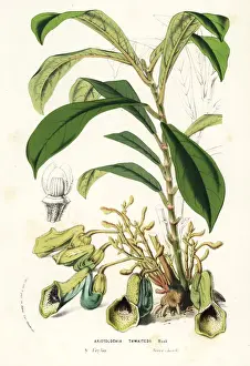 Dutchmans Prints: Dutchmans pipe, Aristolochia thwaitesii. Vulnerable