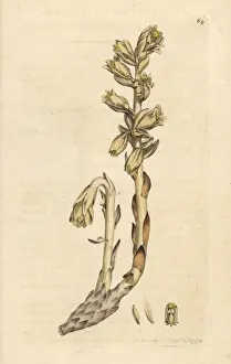 Dutchmans pipe, Monotropa hypopitys