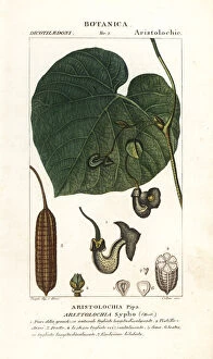 Dutchmans pipe or pipevine, Aristolochia macrophylla