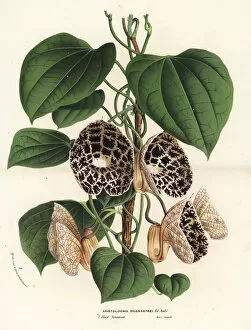 Dutchmans pipe species, Aristolochia ruiziana