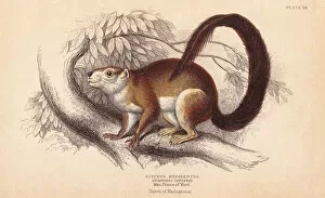 Madagascar Gallery: Duvaucels squirrel, Sciurus hypoleucus. Indian