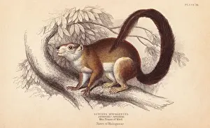 Sciurus Prints: Duvaucels squirrel, Sciurus hypoleucus. Indian