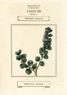 Birch Collection: Dwarf birch, Betula nana