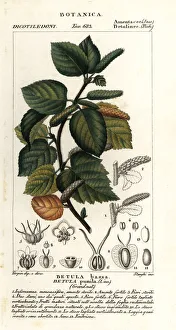 Images Dated 26th March 2020: Dwarf birch, Betula pumila
