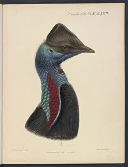 Accurate Gallery: Dwarf cassowary by JG Keulemans