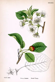 Images Dated 1st May 2018: Dwarf cherry blossom