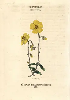 Cistus Prints: Dwarf cistus, Cistus helianthemum