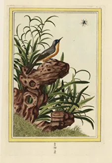 Enluminee Gallery: Dwarf daffodil, Narcissus species