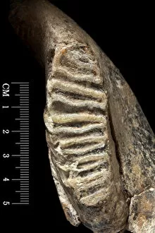 Images Dated 14th August 2012: Dwarf elephant tooth