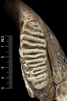 Images Dated 14th August 2012: Dwarf elephant tooth