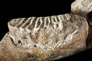 Images Dated 14th August 2012: Dwarf elephant tooth