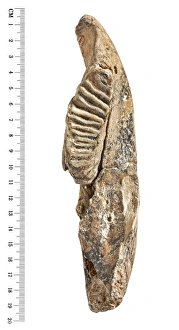 Images Dated 14th August 2012: Dwarf elephant tooth