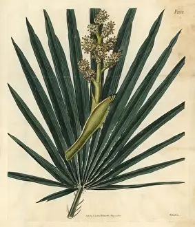 Humilis Prints: Dwarf fan-palm, Chamaerops humilis