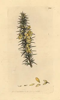 Dwarf Gallery: Dwarf furze, Ulex minor