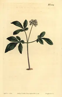 Dwarf ginseng, Panax trifolius