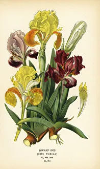 Dwarf iris, Iris pumila