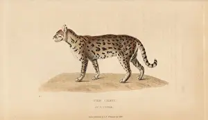 Dwarf leopard, Leopardus pardalis mitis