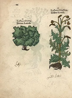 Dwarf Gallery: Dwarf lettuce, Lactuca sessilis, and prickly