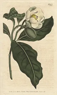 Pumila Prints: Dwarf magnolia with white flowers, a native