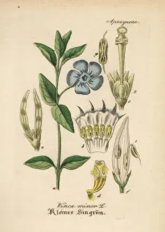 Periwinkle Prints: Dwarf periwinkle, Vinca minor