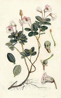 Hooker Gallery: Dwarf rhododendron, Rhododendron pumilum