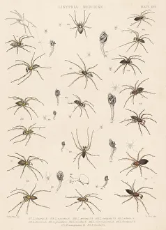 Spider Prints: Dwarf and sheetweb spiders