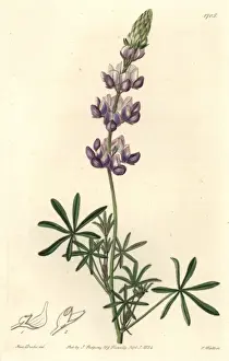 Sydenhamedwards Prints: Dwarf or sky lupine, Lupinus nanus