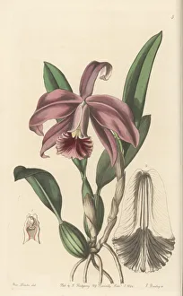 Miss Drake Prints: Dwarf sophronitis orchid, Cattleya pumila
